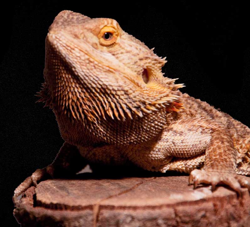 Bearded Dragon - Wildlife Images Rehabilitation and Education Center